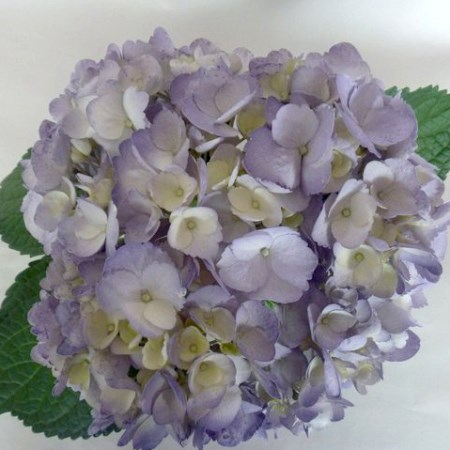 Hydrangea 'Tinted Lavender' Hydrangea