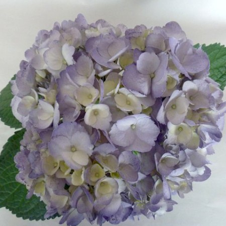 Hydrangea 'Tinted Lavender' Hydrangea