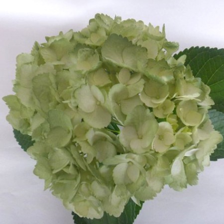 Hydrangea 'Tinted Green' Hydrangea