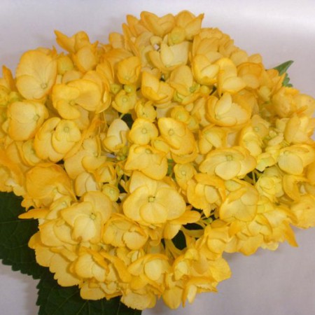 Hydrangea 'Tinted Fall Yellow' Hydrangea