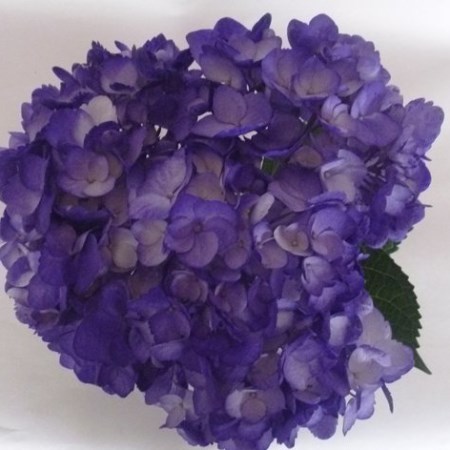 Hydrangea 'Tinted Dark Purple' Hydrangea