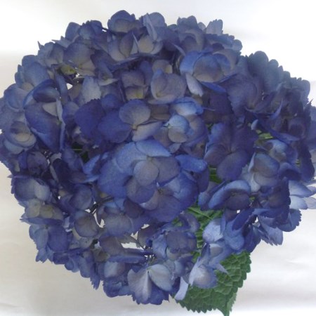 Hydrangea 'Tinted Dark Blue' Hydrangea