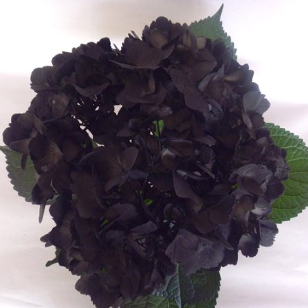 Hydrangea 'Tinted Black' Hydrangea