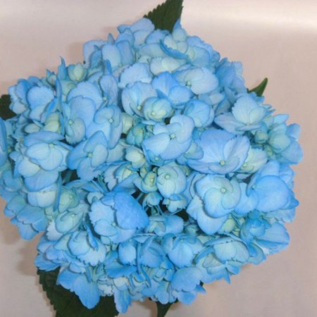 Hydrangea 'Tinted Aqua' Hydrangea