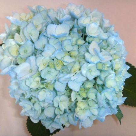 Hydrangea 'Tinted Aqua Light' Hydrangea