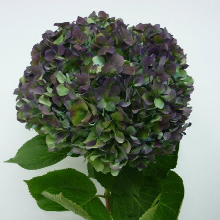 Hydrangea 'Hulk' Hydrangea