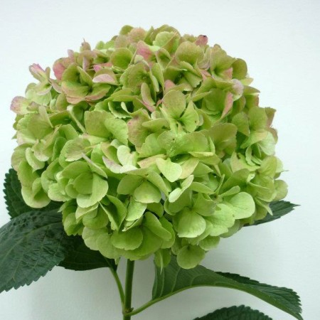 Hydrangea 'Green' Hydrangea