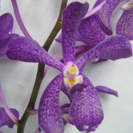 Aranda 'Kooi Choo' Orchidaceae