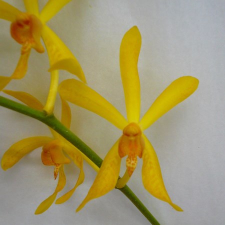 Aranda 'JS Yellow' Orchidaceae