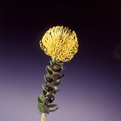 Leucospermum 'Tango' Leucospermum Cordifolium Tango (Pincushion)