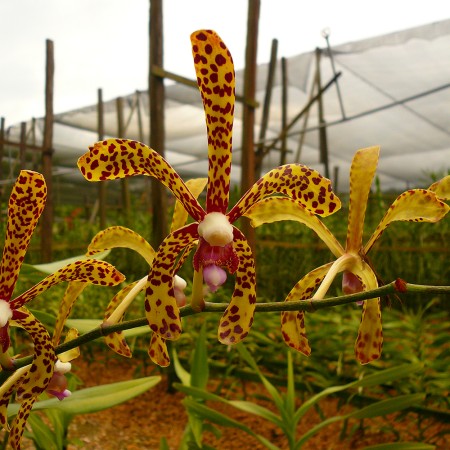 Aranda 'Green Tiger' Orchidaceae