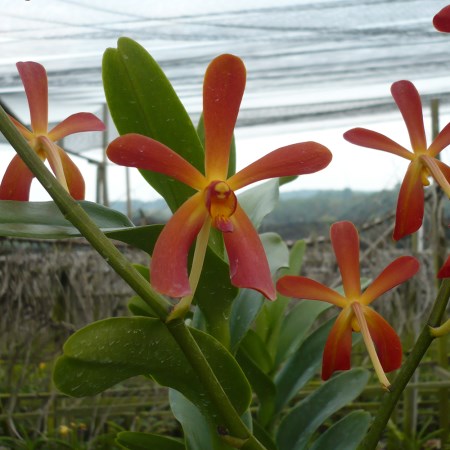 Aranda 'Akihito Orange' Orchidaceae