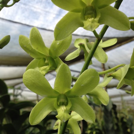 Dendrobium 'Apple Green' Orchidaceae