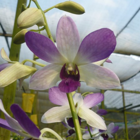 Dendrobium 'Blue Butterfly' Orchidaceae