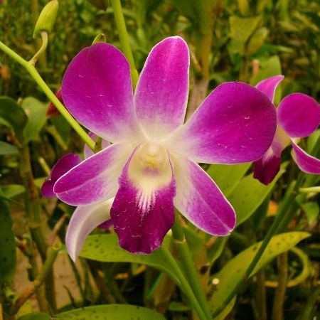 Dendrobium 'Bon' Orchidaceae