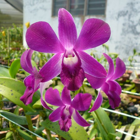 Dendrobium 'Bon Red' Orchidaceae