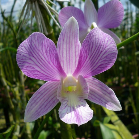 Dendrobium 'Candy Strip' Orchidaceae