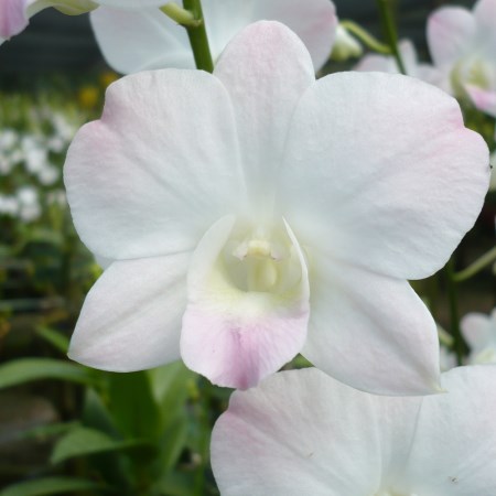 Dendrobium 'Cinta Sweet' Orchidaceae