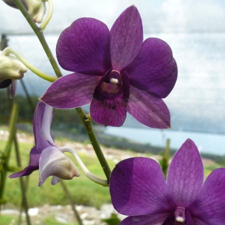 Dendrobium 'Dark Blue' Orchidaceae