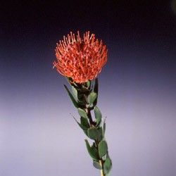 Leucospermum 'Tango' Leucospermum Cordifolium Tango (Pincushion)