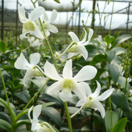 Dendrobium 'Hawaii White' Orchidaceae