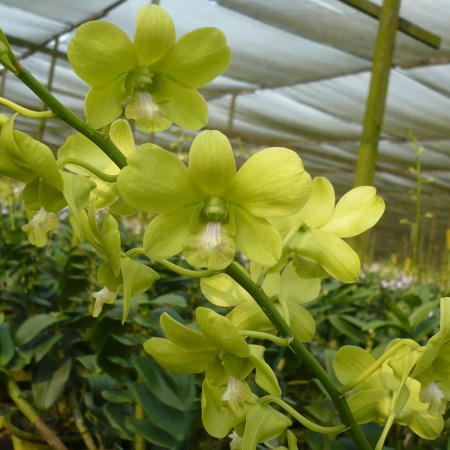 Dendrobium 'Lemon Green' Orchidaceae