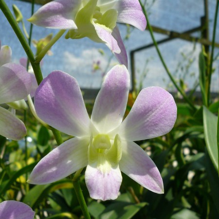 Dendrobium 'Lucy Pink' Orchidaceae