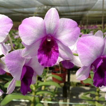 Dendrobium 'Ocean Blue' Orchidaceae