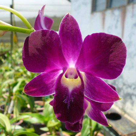 Dendrobium 'Red Bull' Orchidaceae