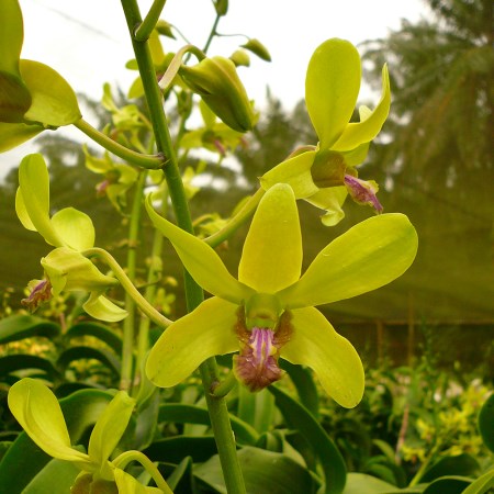 Dendrobium 'Royal Green' Orchidaceae