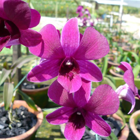 Dendrobium 'TSK' Orchidaceae