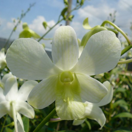 Dendrobium 'White' Orchidaceae