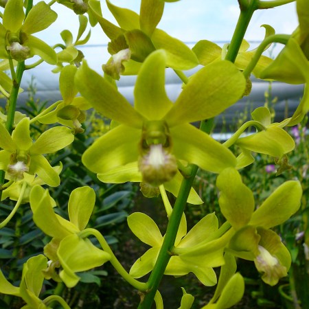 Dendrobium 'YKW' Orchidaceae