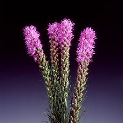 Liatris Liatris spicata