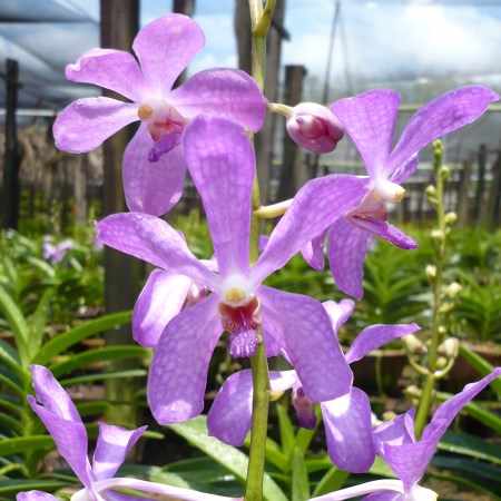 Mokara 'Blue Rain' Orchidaceae