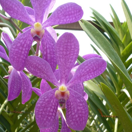 Mokara 'Boy Blue' Orchidaceae