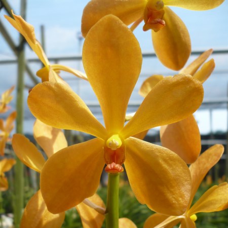 Mokara 'Bright Orange' Orchidaceae