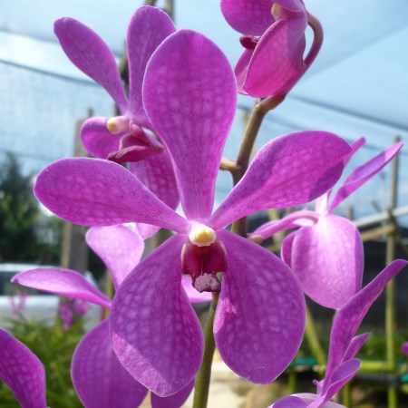 Mokara 'Chitti Purple' Orchidaceae
