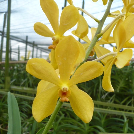 Mokara 'Chitti Yellow' Orchidaceae