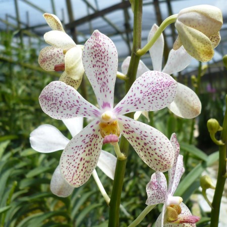 Mokara 'Christine Alba White' Orchidaceae