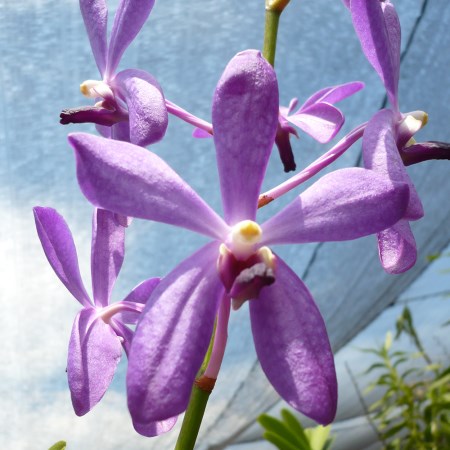 Mokara 'CK Blue' Orchidaceae