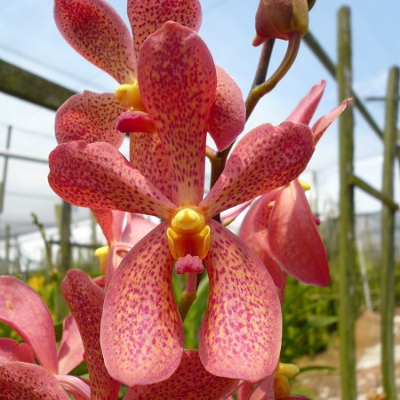 Mokara 'CK Orange' Orchidaceae