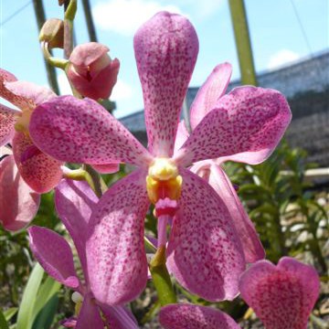 Mokara 'CK Pink' Orchidaceae