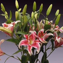 lilium 'Oriental' Oriental Lily