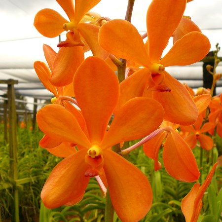 Mokara 'Gold Nugget' Orchidaceae