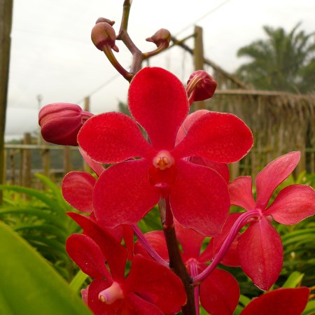 Mokara 'Hassan' Orchidaceae