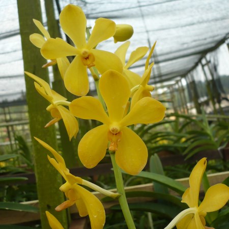 Mokara 'Lion Gold' Orchidaceae
