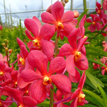 Mokara 'Red' Orchidaceae