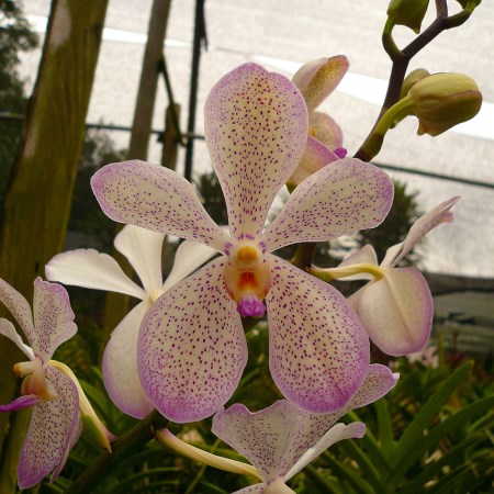 Mokara 'White Omei' Orchidaceae