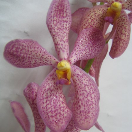 Mokara 'Chark Kuan Pink' Orchidaceae